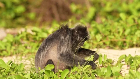 Silvered leaf monkey, Trachypithecus cristatus, monkey in the nature grass coast Video stock 275515233
