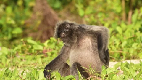 Silvered leaf monkey, Trachypithecus cristatus, monkey in the nature grass coast Stock Footage 275515379