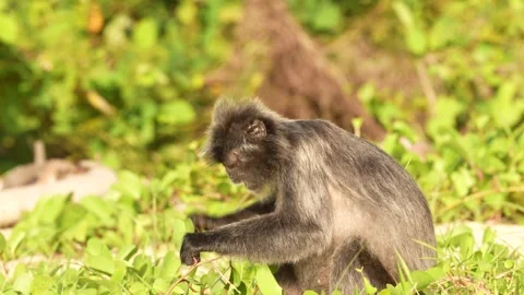 Silvered leaf monkey, Trachypithecus cristatus, monkey in the nature grass coast Video stock 275515522