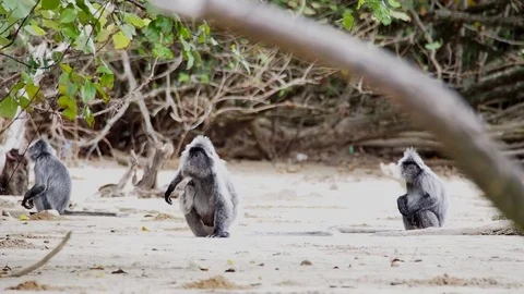 Silvered Leaf Monkeys Video stock 70127986
