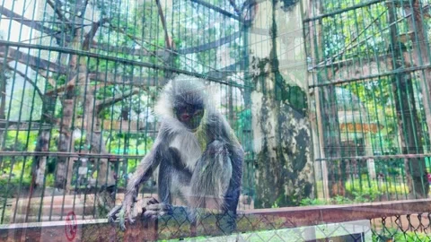 Silvered leaf monkeys play, move around, and search for food inside Stock Footage 348072337