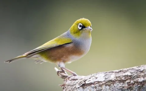 Silvereye Stock Photos