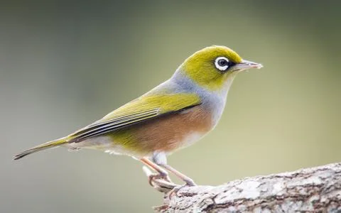 Silvereye Stock Photos