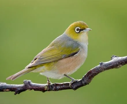 Silvereye Stock Photos