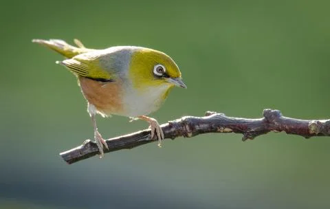 Silvereye Stock Photos