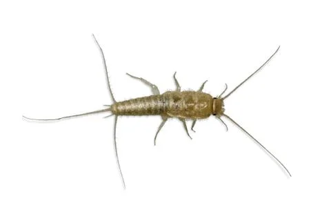 Silverfish Bristletail Stock Photos