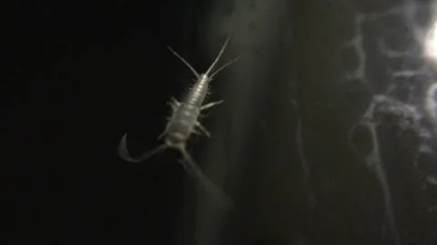 Silverfish Crawling Across Glass in Dramatic Backlight Stockbeeldmateriaal 334621189