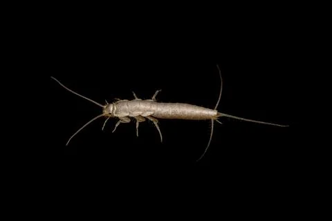 Silverfish on dark background (lateral view) 库存照片