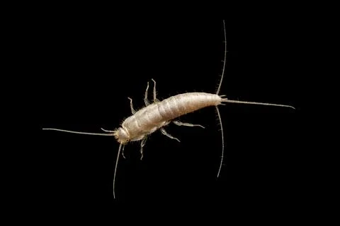 Silverfish on dark background 库存照片
