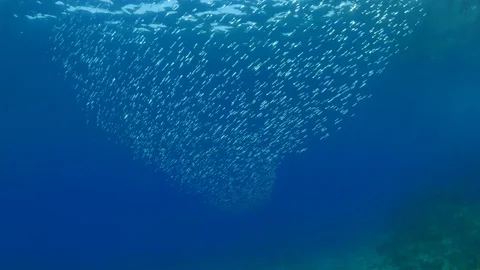 Silverfish fish school underwater around rocks with sun beam rays and sun shine Stock Footage 101426331