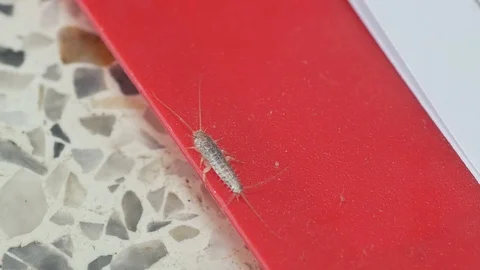 Silverfish on the folder Stock Footage 93706526