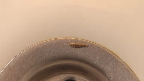 Silverfish insect in the bathroom on the sink. Problem with insects. drain hole Stock Footage 262550163