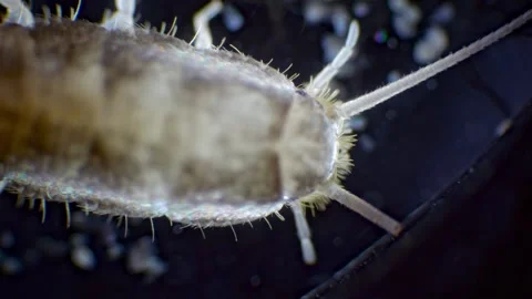 A silverfish insect captured under a microscope in slow motion, showing its.. Stock Footage 288305405