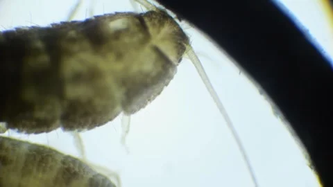 A silverfish insect magnified under a microscope, showing its shiny, silver.. Stock Footage 286814523
