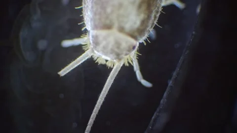 Silverfish insect viewed in extreme close-up through a microscope, recorded.. Stock Footage 286308726
