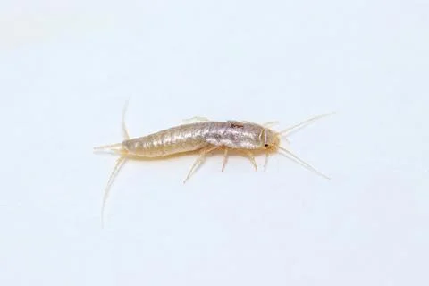 Silverfish (lateral view) Stock Photos