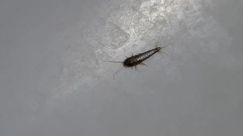 Silverfish Lepisma saccharina Stock Footage 49207677