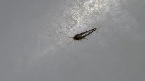 Silverfish Lepisma saccharina Stock Footage 50425237