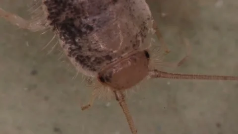 Silverfish with long feelers moves Stock Footage 294695719