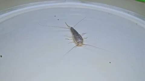 Silverfish Primitve Wingless Insect Caught in Homemade Trap Made of Jar Lid Stock Footage 316172485
