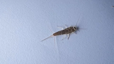 Silverfish Primitve Wingless Insect Moving on White Wall Surface Macro Shot Stock Footage 316167616