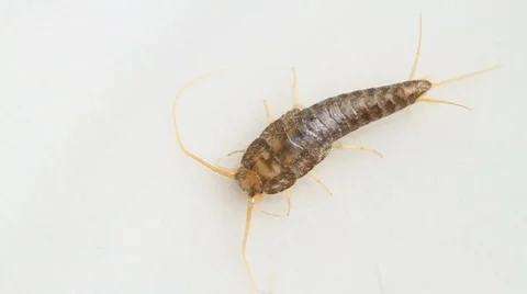 Silverfish running away Stock Footage 1722454