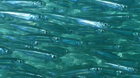 Silverfish school close up underwater shiny fish Stock Footage 105061245