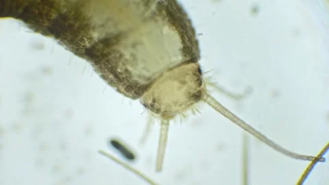 A silverfish is shown in slow motion under the microscope, revealing its si.. Stock Footage 286054429