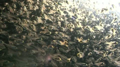 Silverfish in sunlight Stock Footage 10876280