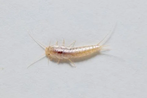 Silverfish on white background Photos