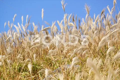 Silvergrass and blue sky Stock Photos
