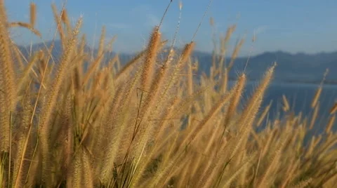 Silvergrass over the river and mountain  background Stock Footage 58811524