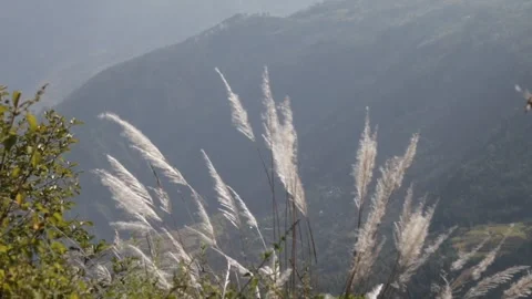 Silvergrass Plant Stock Footage 320003731