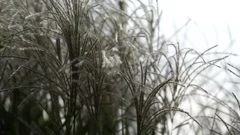 Silvergrass Plumes on a cloudy winter day and blurs out (4K) 動画素材 347891759