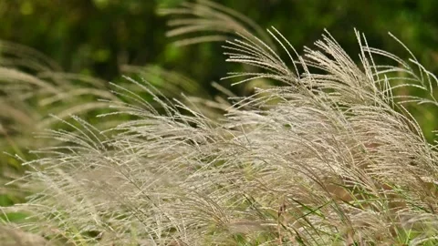 Silvergrass in the wind Stock Footage 285466320