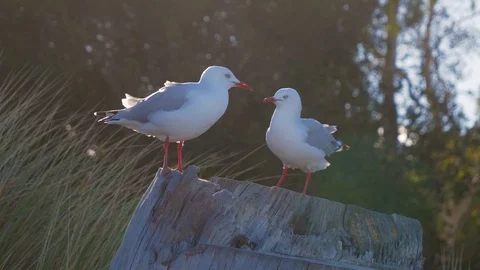 Silvergulls sitting next to each other on tree stump Stock Footage 110892920