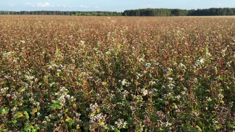 Silverhull buckwheat field Stock-Footage 248502338