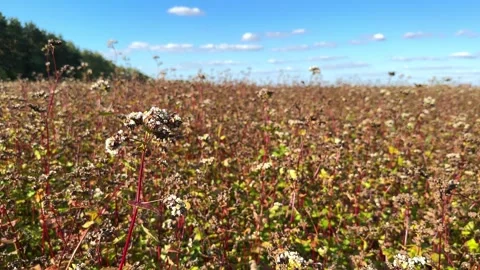 Silverhull buckwheat field Stock Footage 249622646