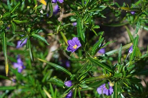 Silverleaf nightshade Stock Photos