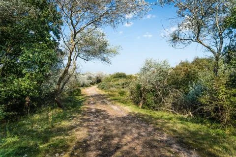 Silverleaf poplars along the path Foto stock