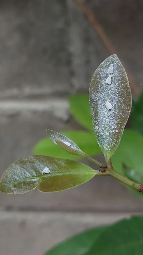 Silverleaf whitefly on an Salam leaf. Video stock 289497984