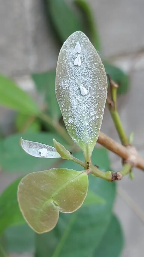 Silverleaf whitefly on an Salam leaf. Video stock 291419575