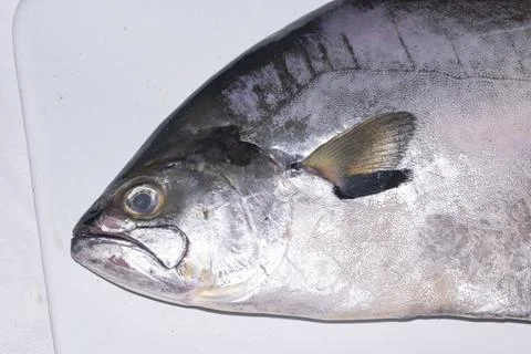 Silverside fish on a tray , ready to be eaten Фото