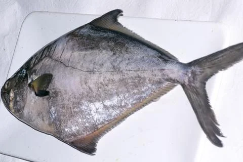 Silverside fish on a white plate on the table 库存照片