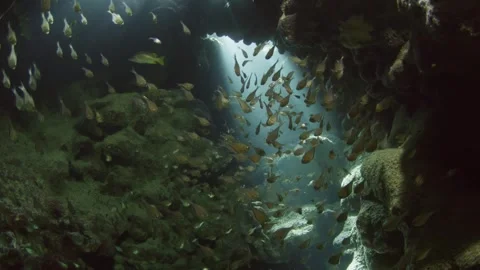 Silversides hiding behind secret rocks under sun 4k Stock Footage 252884854