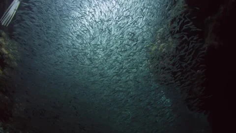 Silversides hiding behind secret rocks under sun 4k Stock Footage 252884949