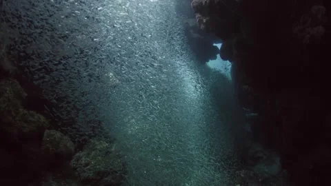 Silversides hiding behind secret rocks under sun 4k Stock Footage 252885019