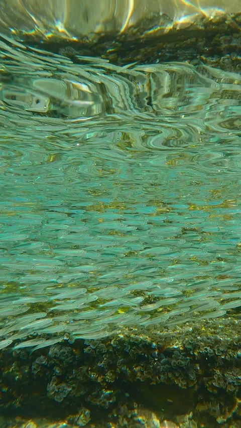 Silversides school swims in continuous stream in sublittoral zone over brown Stock Footage 328415344