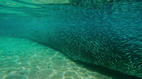 Silversides shoal forms continuous dark line that follows curve of coast during Vídeos de archivo 337452756