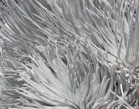 Silversword Stock Photos